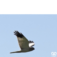 گونه سنقر خاکستری Hen Harrier